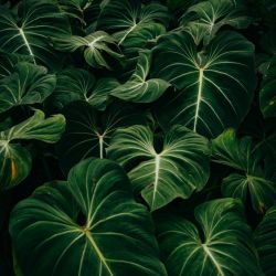 a large green leafy plant in the middle of a field