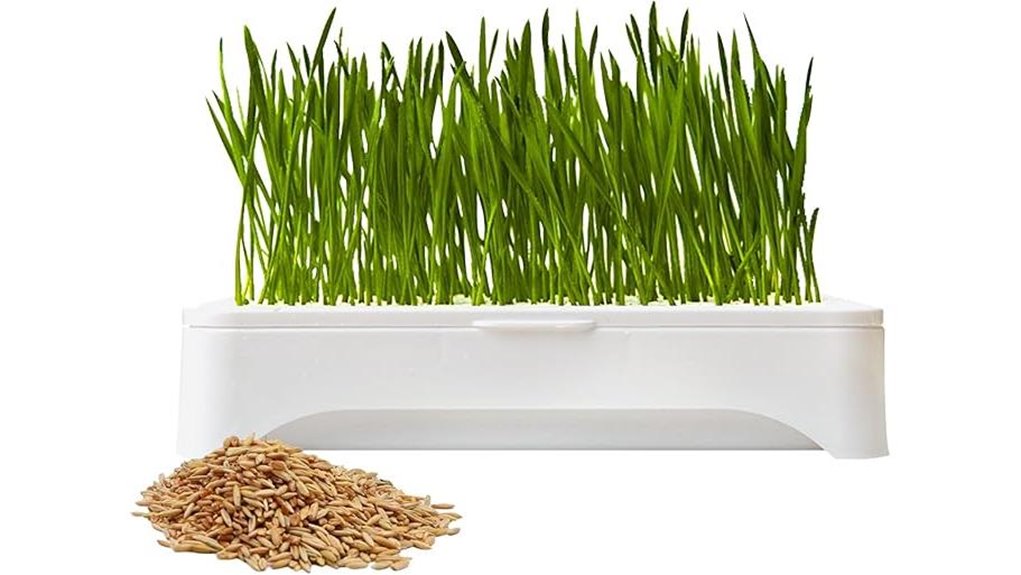 cat grass kit for indoor cats