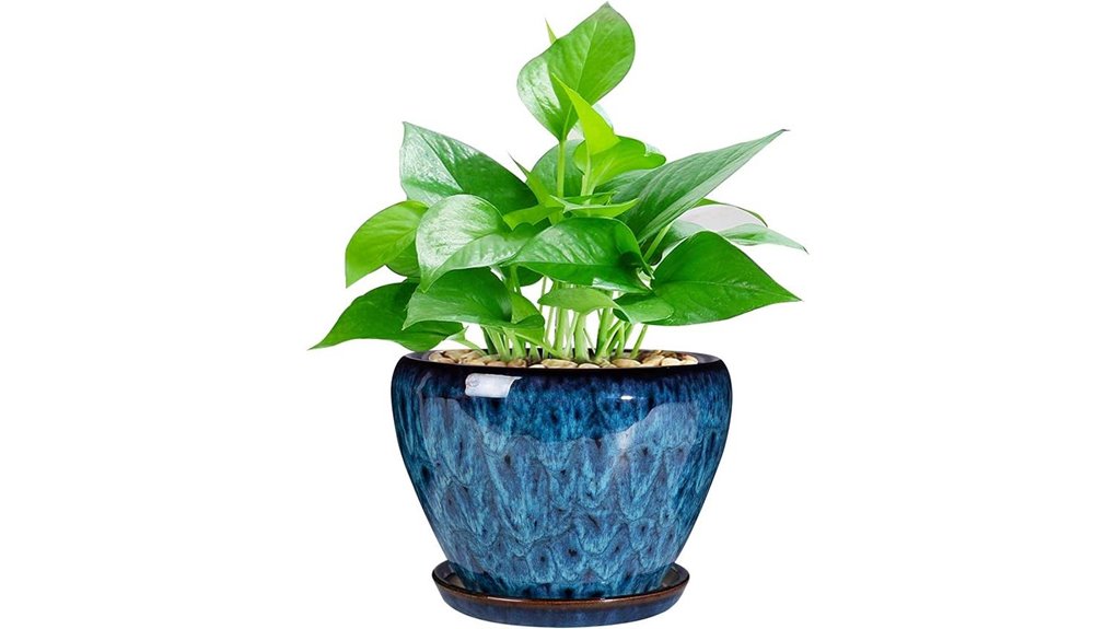 glazed 6 inch succulent planter