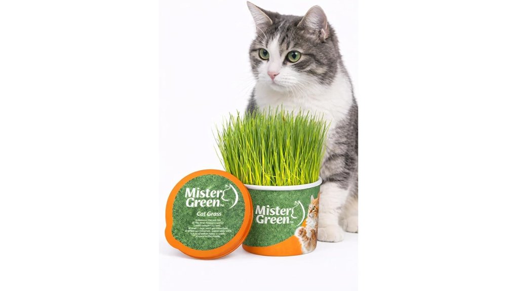 indoor cat grass kit
