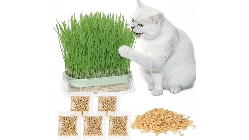 organic cat grass kit with non gmo seeds