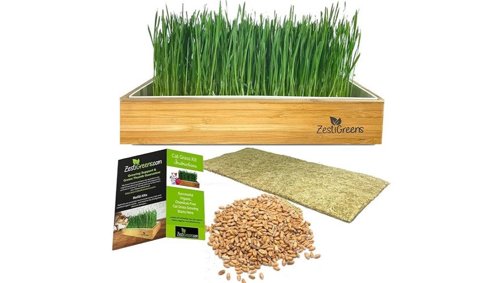 self watering cat grass kit
